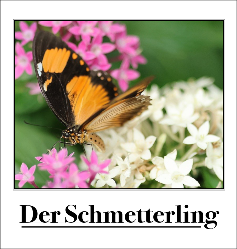 FriesenEl_Schmetterling