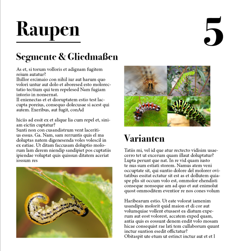 FriesenEl_Schmetterling5