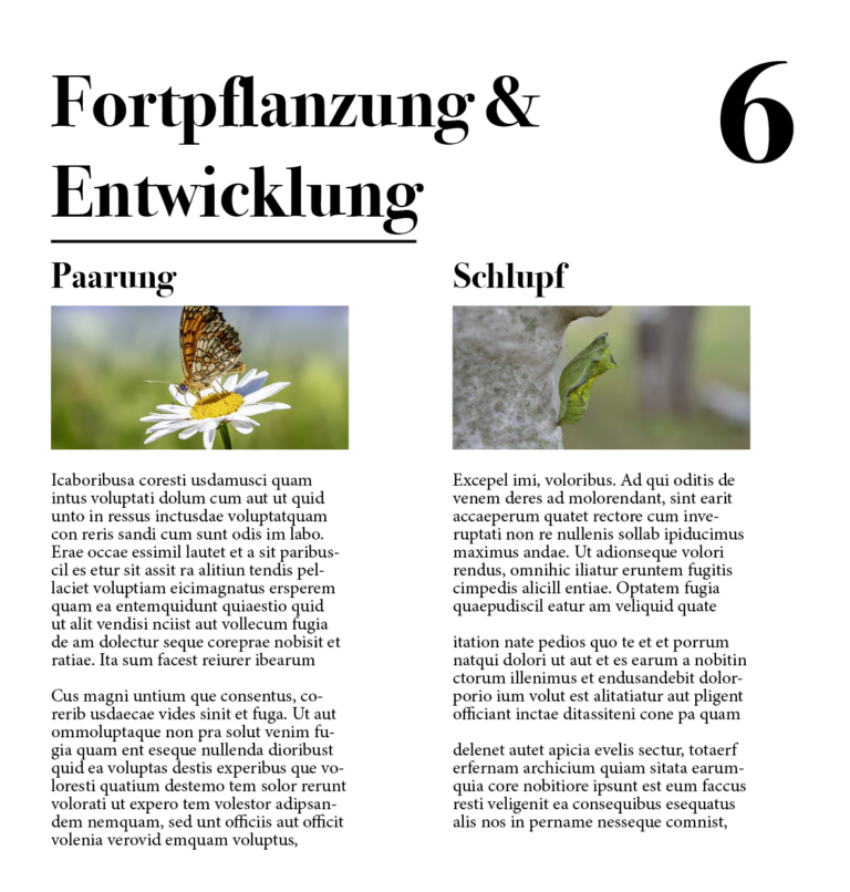 FriesenEl_Schmetterling6
